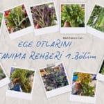 Ege Otlarını Tanıma Rehberi 1.Bölüm
