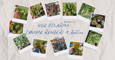 Ege Otlarını Tanıma Rehberi 1.Bölüm